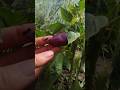 Міні перчик виріс🫑#garden #garden