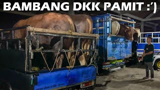 9 SAPI JUMBO PAMIT DARI SETIA FARM :')