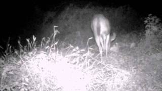 6 pointer trail cam bait pile nj