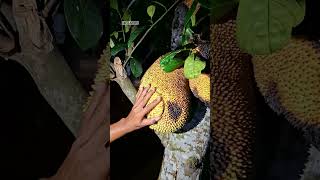 Found a guinea pig under the jackfruit tree. #shortvideo #nature #bamboo1
