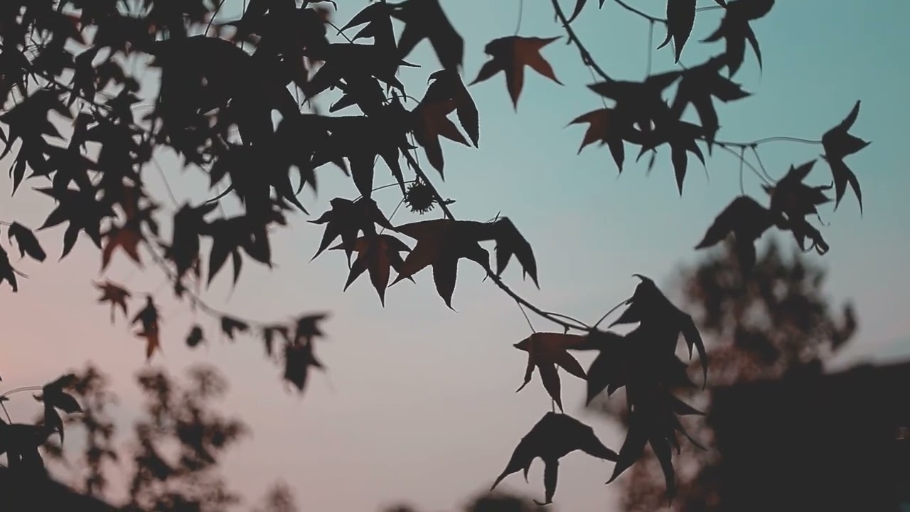 Healing Music for Reading • Stress Relief Coffee Shop Ambience