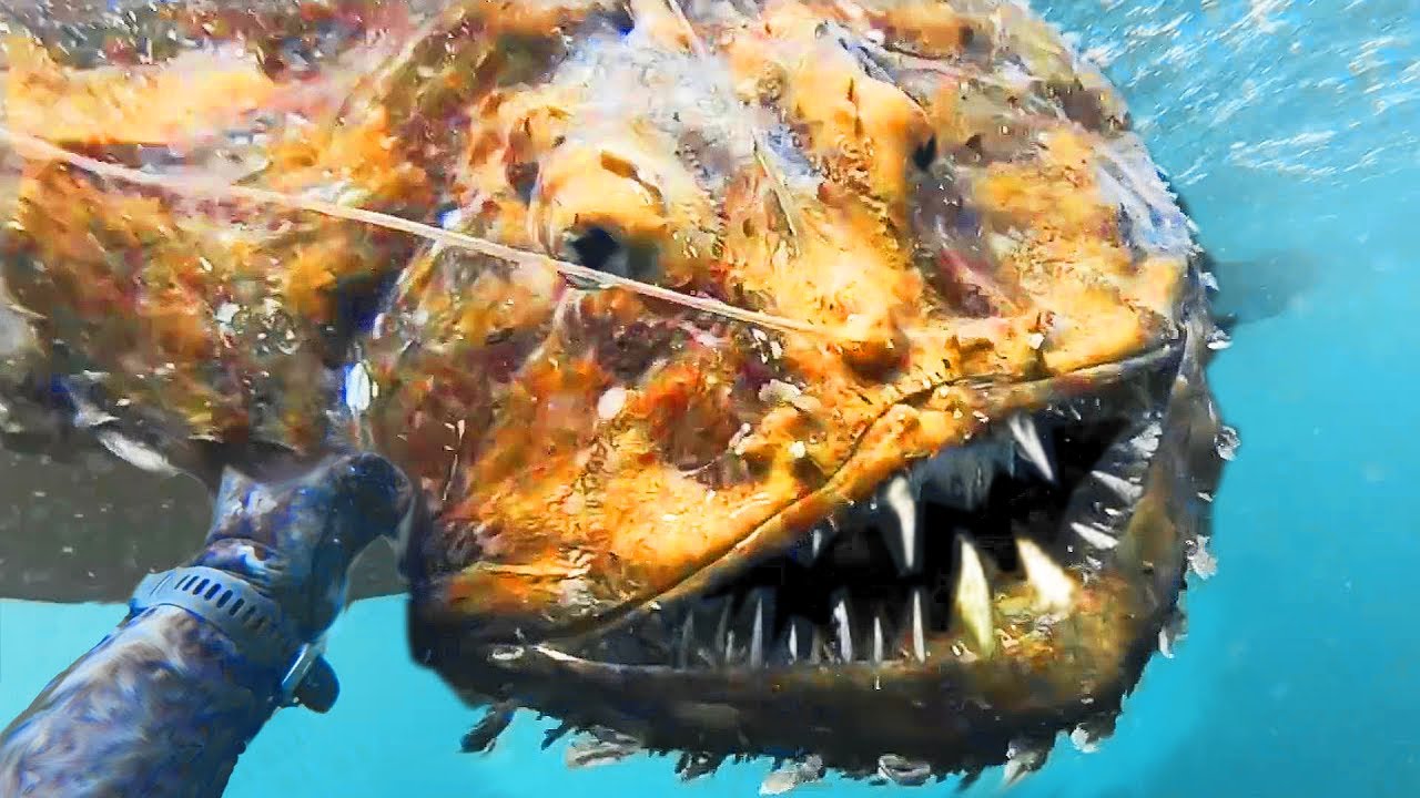 Top 5 BIZARRE Sea Creatures Caught On Camera YouTube Top 5 BIZARRE Sea Creatures Caught On Camera YouTube