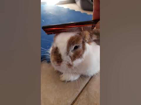 Rabbit hair shedding season ,Lop ear bunny loves pampering 