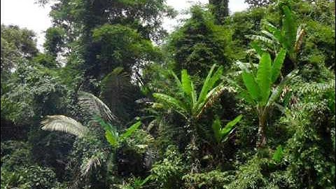 Kwv Huam Mus Zov Qaib Qus Tsov Los Caum Tom