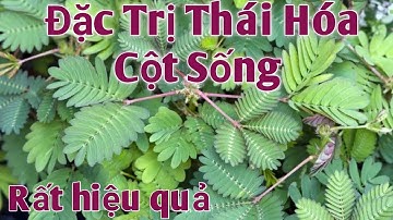 Bài thuốc Đặc Trị Thái Hóa Cột Sống rất hay. PHAN HẢI Channel.