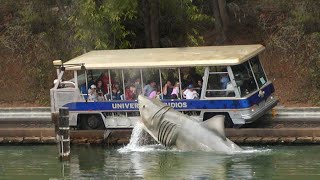 SE ESSES 20 MOMENTOS COM ANIMAIS NÃO FOSSEM FILMADOS, NINGUÉM ACREDITARIA