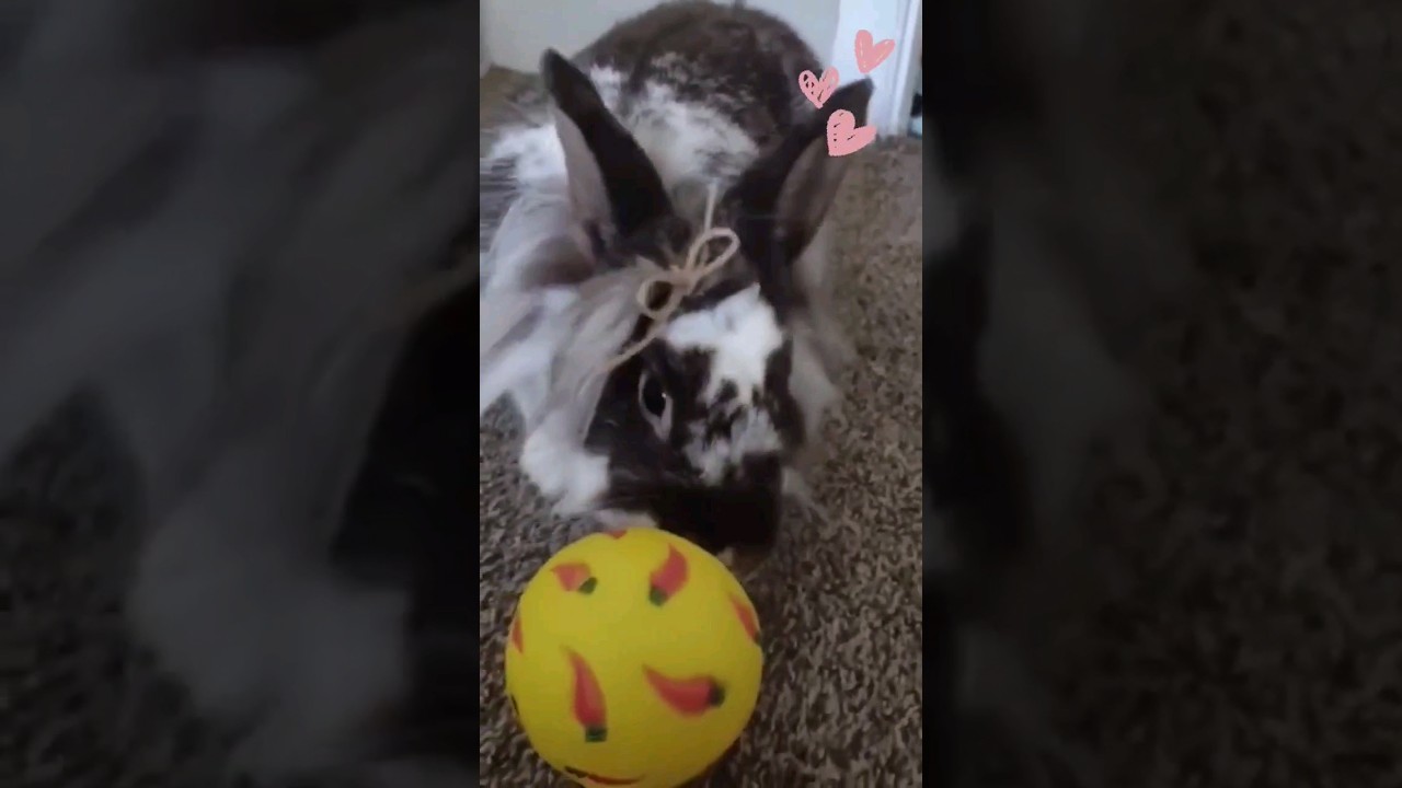Cute bunny! YouTube