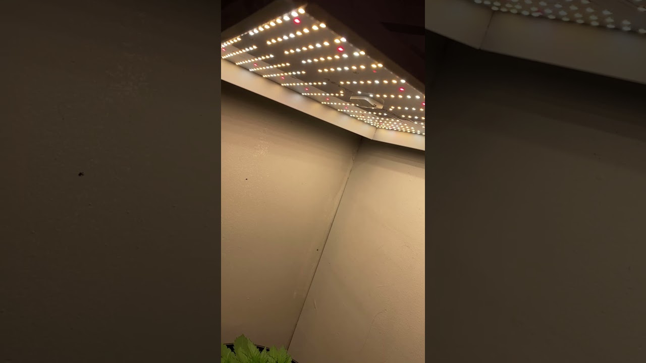 Mars Hydro TS 1000.                closet grow.                             A Canadian grower🇨🇦😎