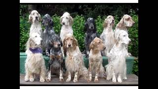 immagini del setter inglese di tutti colori