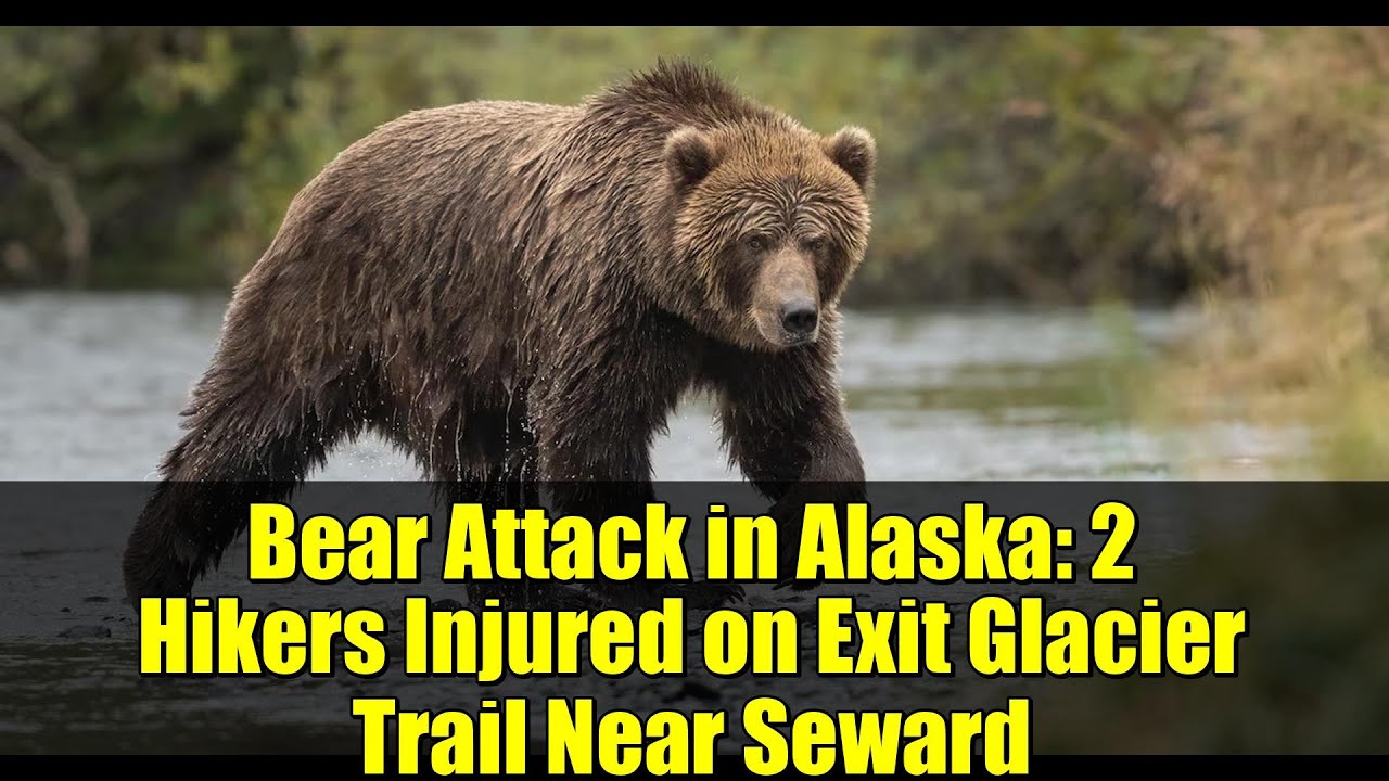 Нападение медведя на Аляске: двое туристов получили ранения на тропе Exit Glacier Trail недалеко ...
