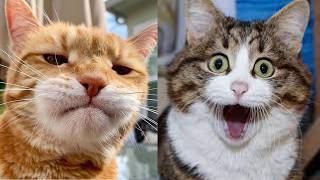😻😹 Cat Fails Compilation: The Most Hilarious Moments You Can't Miss! 😻😹