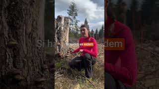 Iasca de pin (Fomitopsis pinicola)– ciuperca medicinală pentru imunitate și sistem nervos