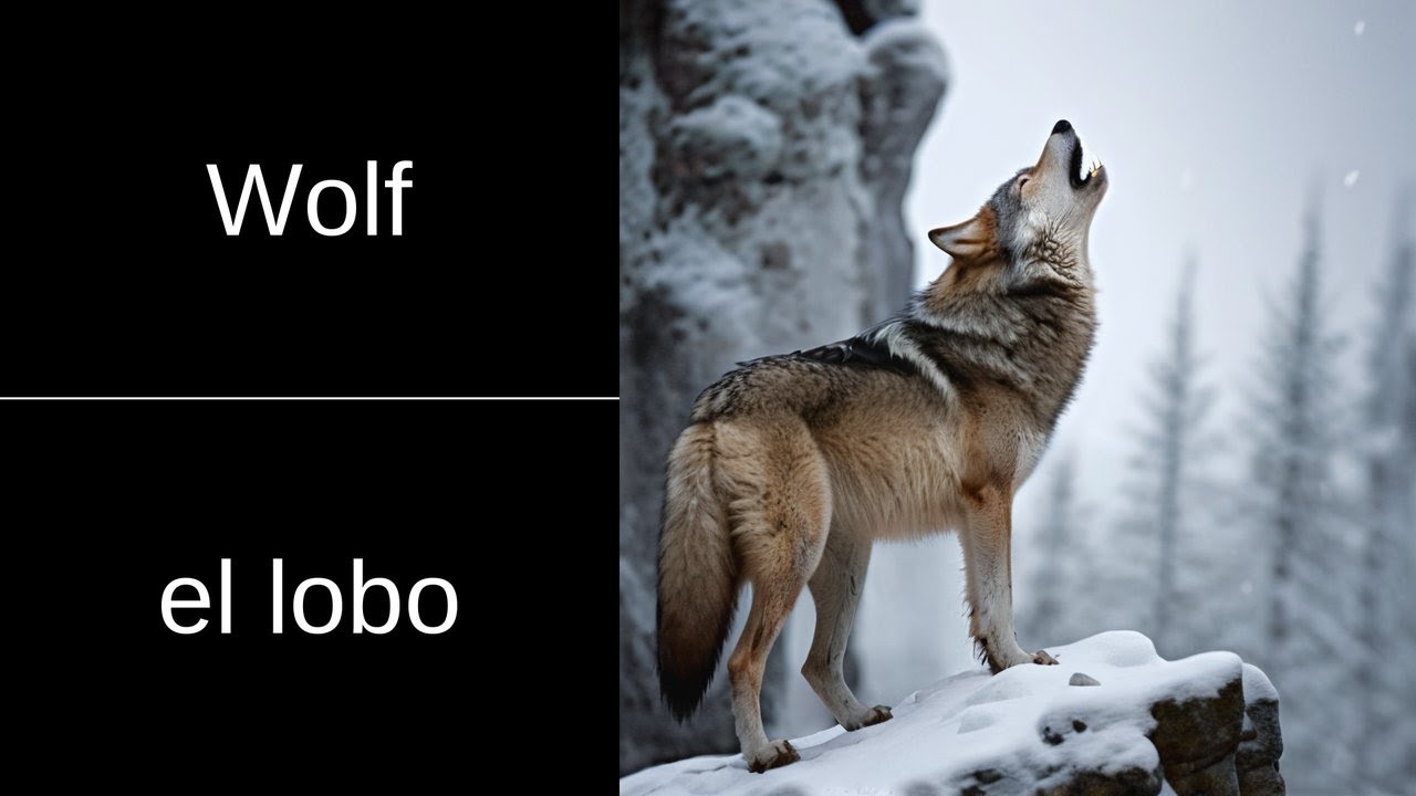 Wolf — in Spanish? | EN → ES 📘 Flashcard