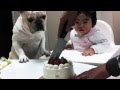 Dog wants cake so bad - but will he get it? Dog wants cake so bad - but will he get it?