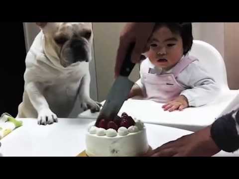 Dog wants cake so bad - but will he get it?