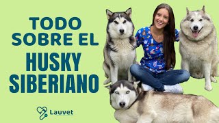 TODO LO QUE DEBES SABER SOBRE EL HUSKY SIBERIANO  Lauvet