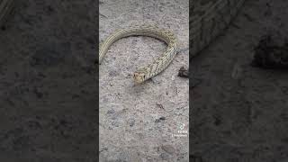 Usta Seyidin Prikolları.qudam Gəlir