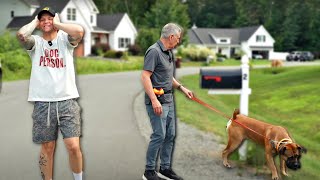 My Father-In-Law Tried Walking My Giant Dog... Big Mistake