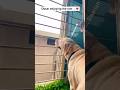 Oscar enjoying the rain 🌧️❤️ ||Labrador|| #shorts #viral #labrador #rain #cute #youtube