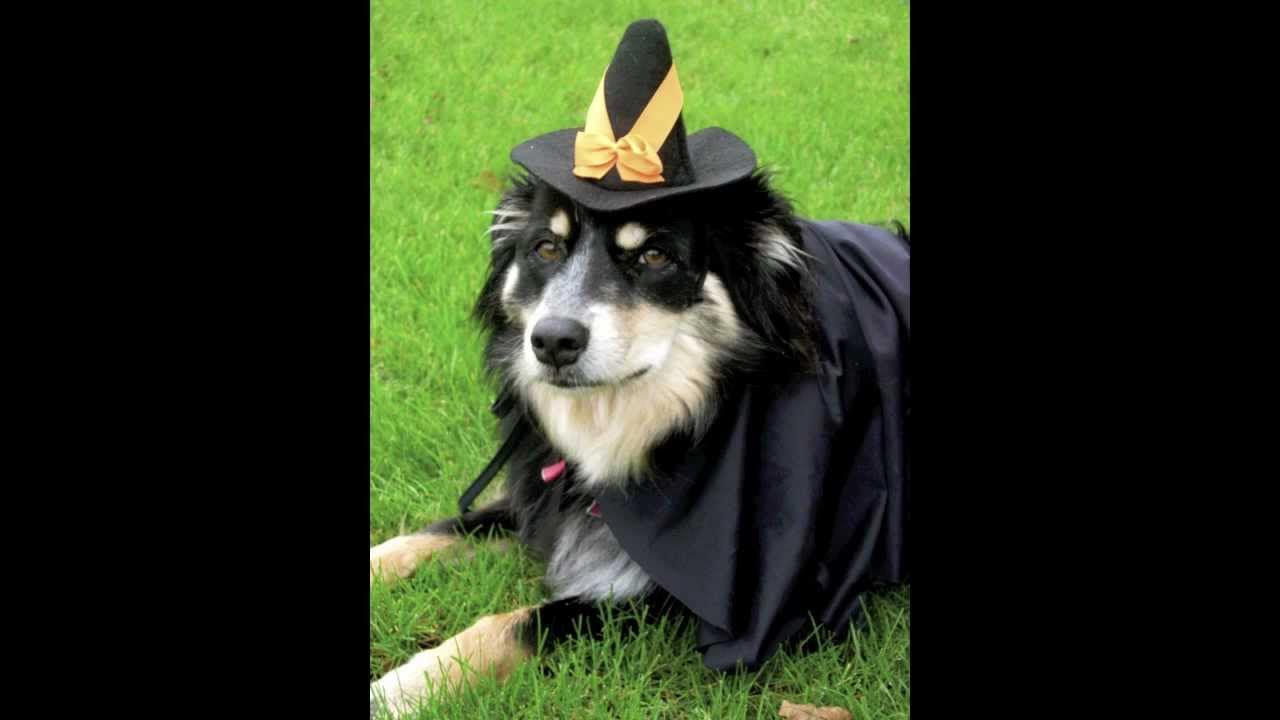 ★Ding Dong the Witch is Dead Song for Halloween★Funny Dogs & Cats as