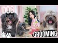 HOW TO GROOM DOGS AT HOME (DIY Dog Grooming) ❤️