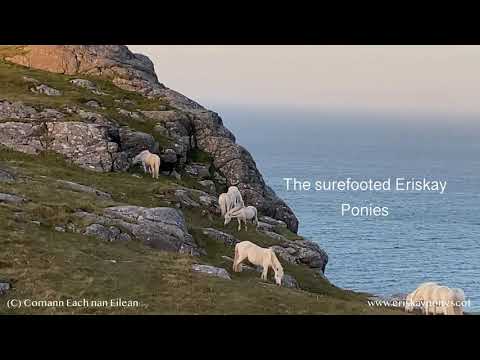 Video: Eriskay Pony Horse Race Hypoallergenic, Health And Life Span