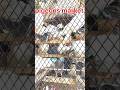 pigeons market Lalukhet market #birds #karachibirdmarket #birdsmarket #pigeons #pigeon