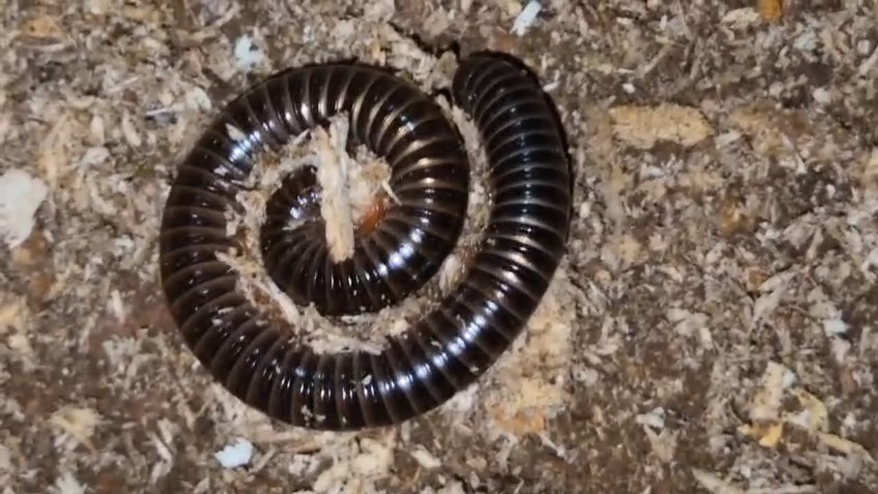 Ommatoiulus moreleti