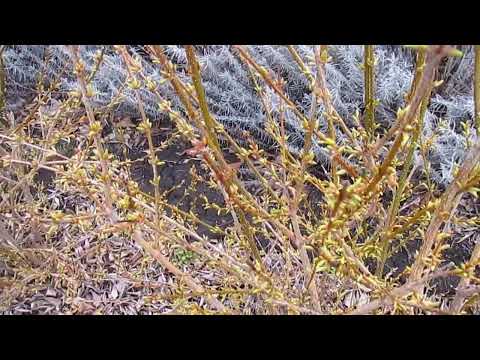 До каких сроков