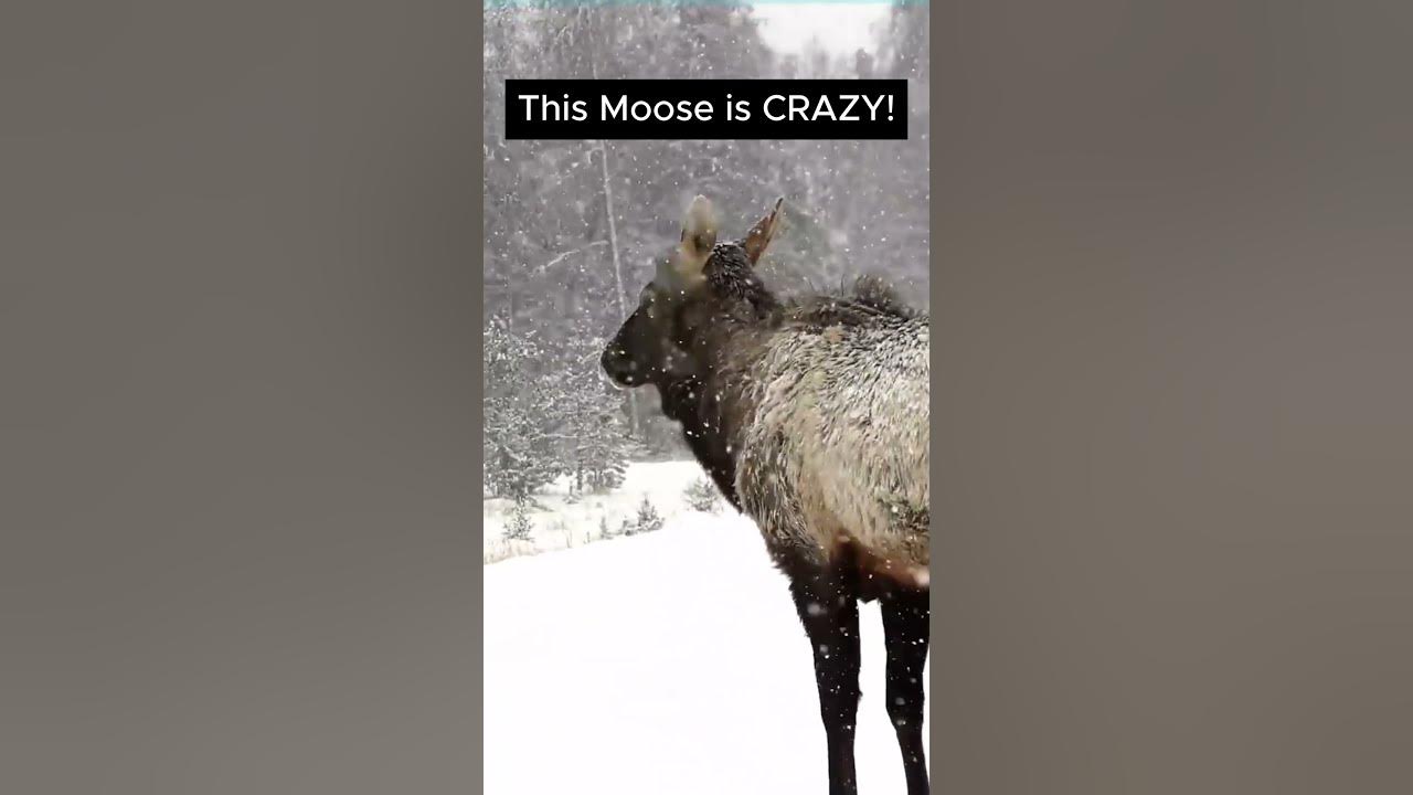 Meaning of CASTOFF wordguru shubhamsir bankingenglish YouTube