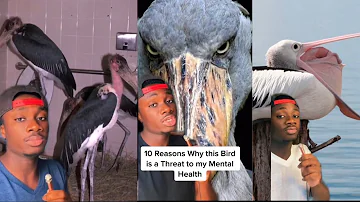 15 Minutes of Purely Educational Bird Slander (ft. Kevin and DaBaby)