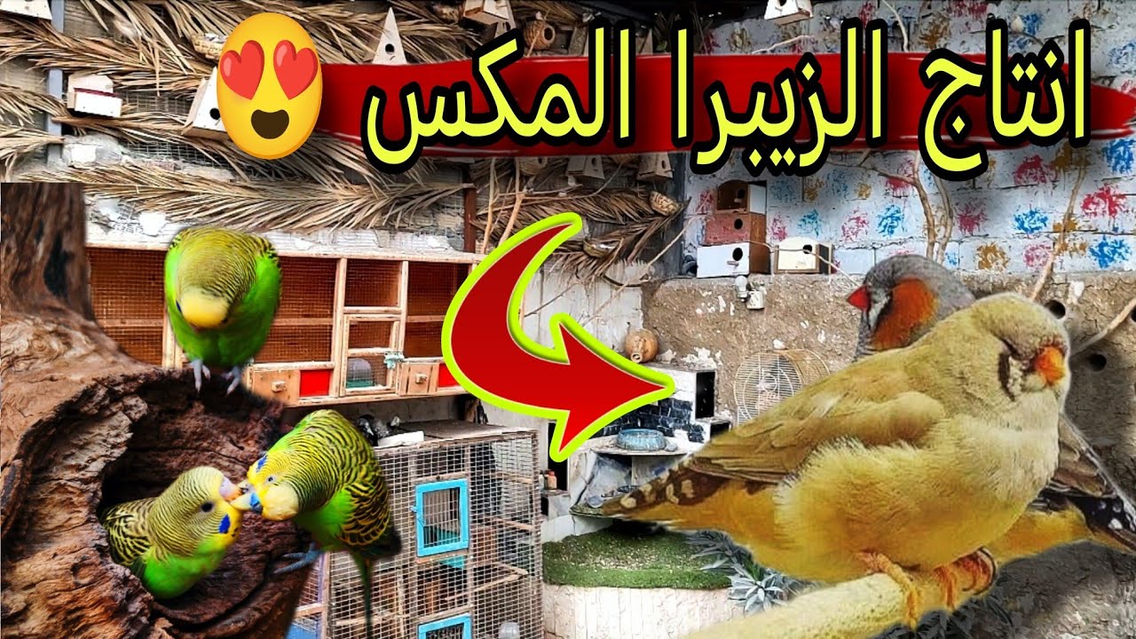 جوله في محمية الطيور 🐦 انتاج الفناجس المكس 🐣 #محمية #طيور 