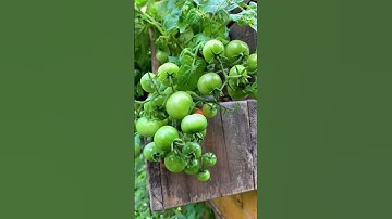 Tiny tomatoes that are less than a foot tall. Vilma and Aztek Micro