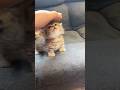 🐱🐱cute cat's,cat's life,cat lover's,kittens#catshorts #catlovers #catlife #catvideos 🐱🐱