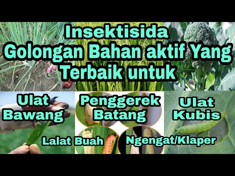 Video: Borodina membanggakan bentuk yang bagus