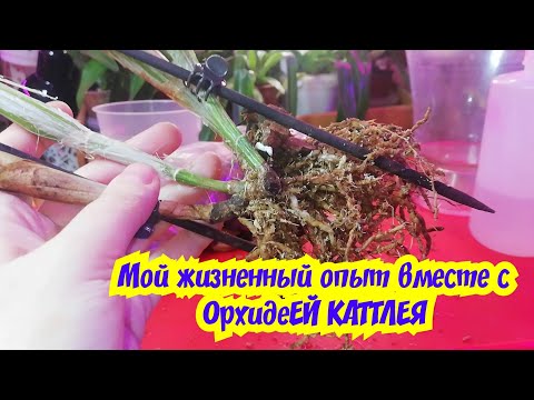 ПРО орхидеи КАТТЛЕИ✔️СЕКРЕТ ХОРОШЕГО РОСТА И ЦВЕТЕНИЯ✔️/MOSCOW VLOG/