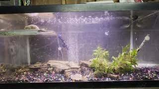 40 Gallon Breeder Fish Tank Review W/Commentary Matthew S Aquarium 40 Gallon Breeder Specs Information