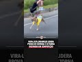 VIRA-LATA CARAMELO LIDERA PROVA DE CORRIDA #viralvideo #animals #animaisengraçados #cachorro #shorts