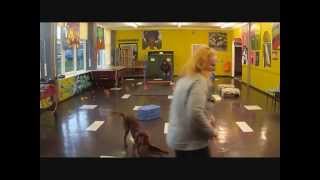Trick Dog Class - Week 4