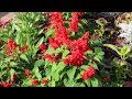 How to Grow Salvias from Seed