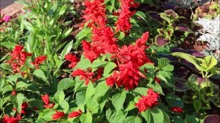 How to Grow Salvias from Seed