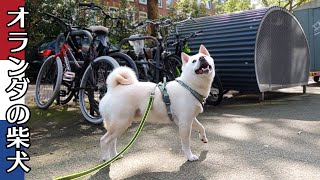 柴犬柿丸 飼い主のくしゃみを心配する柴犬【オランダ / 環境音 / 4K】KakiMaru the Shiba Inu