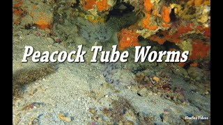 Peacock Tube Worms (Sabella pavonina)