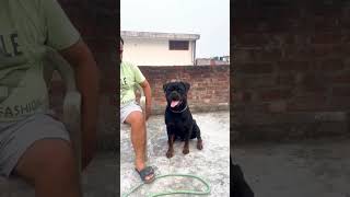 Import Rott Dog From Serbia