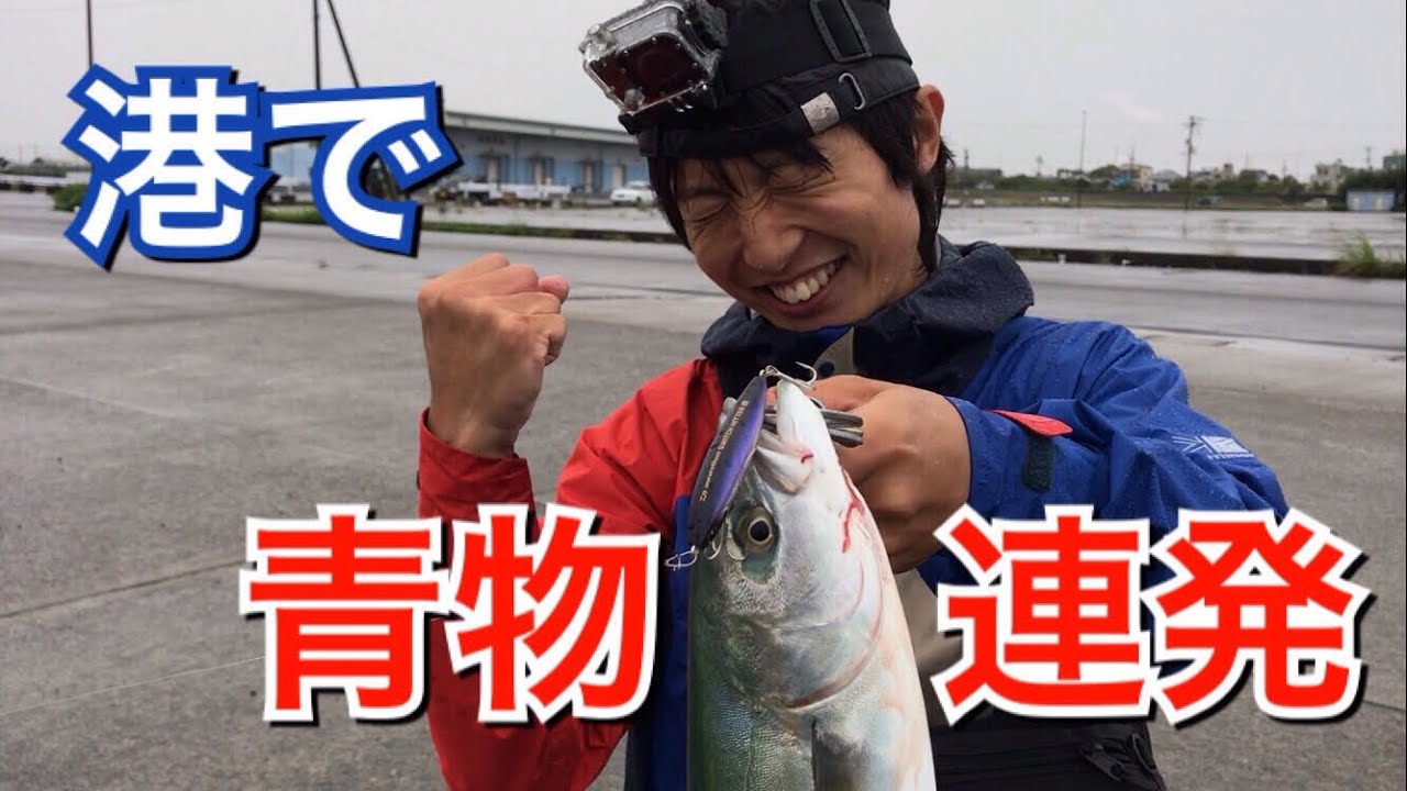 港内でルアー投げたら青物連発 静岡県焼津市 Youtube