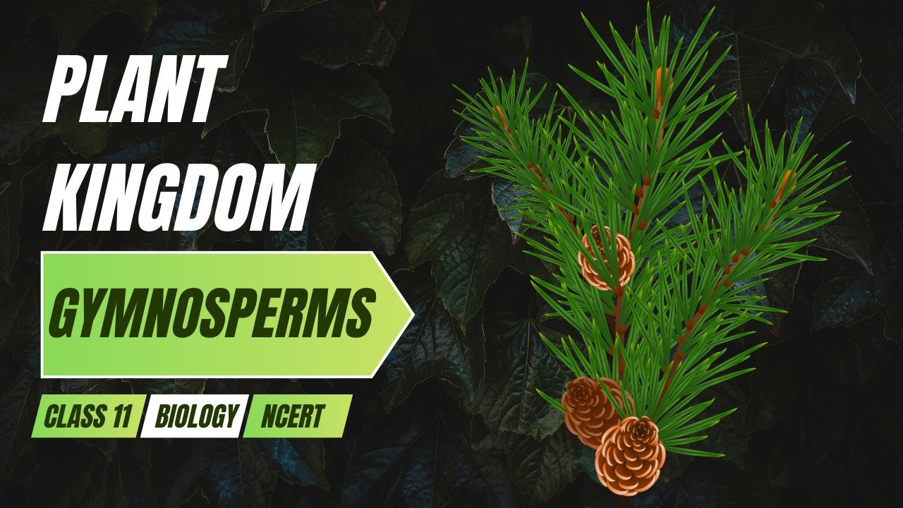 Голосеменные | Царство растений | Глава 3 | Биология, 11 класс | NCERT