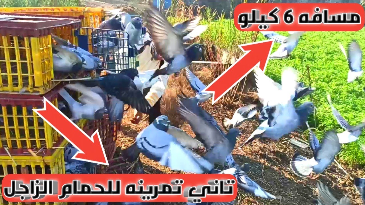 تدريب الحمام الزاجل مسافه 6 كيلو (تاني تمرينه)