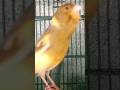 Chant Canaries Singing Canaris 341 تغريد الكناري Birds طيور Canary