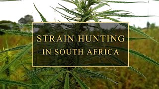 Interview of a South African Strain Hunter - Khalifa Genetics