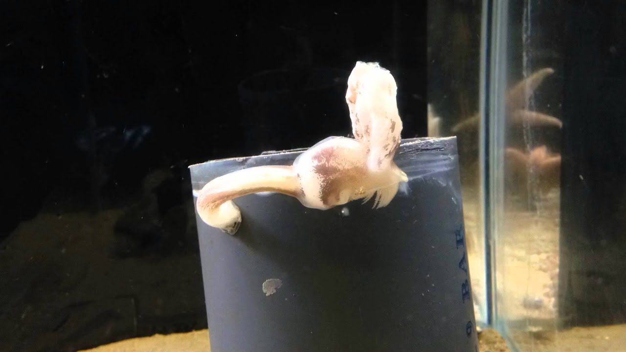Timelapse video of a feeding Rabbit Eared Barnacle at Macduff Marine